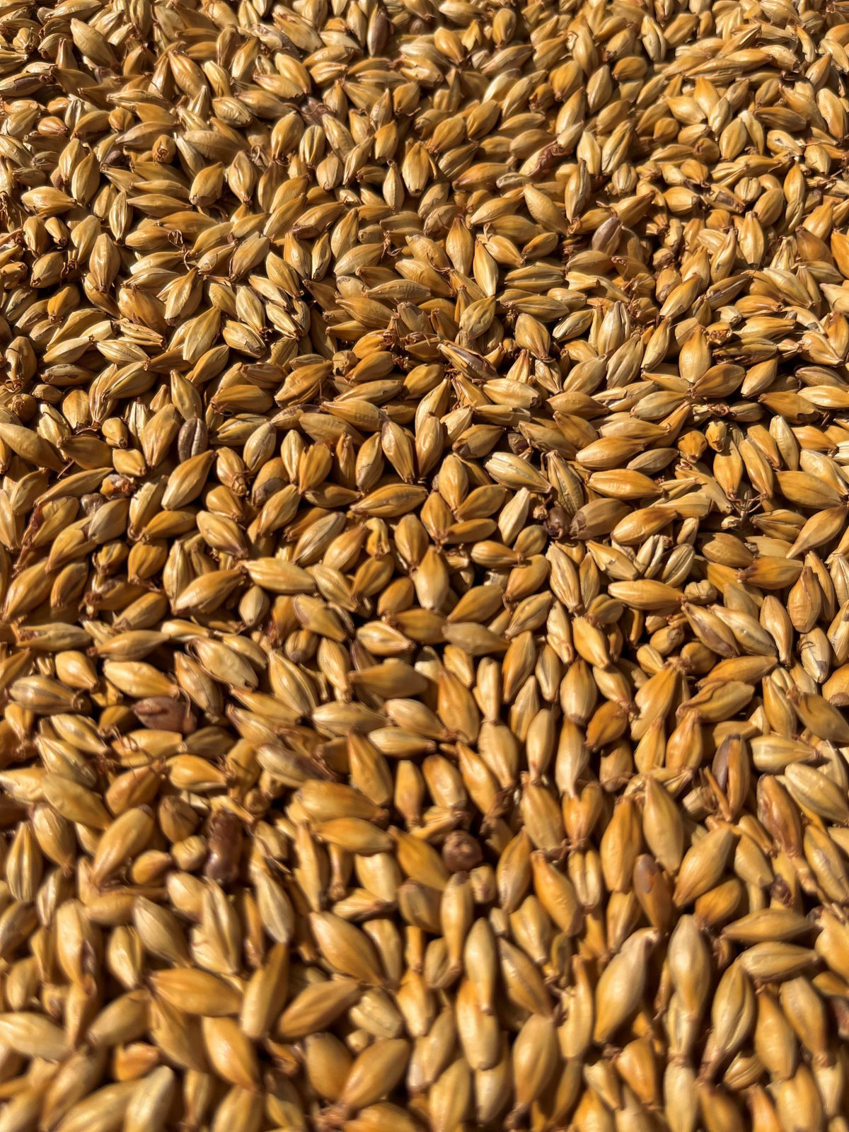 Blé Malté 5 kg