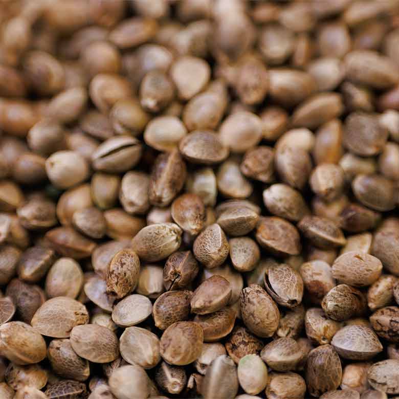 Chanvre Torréfié 1 kg