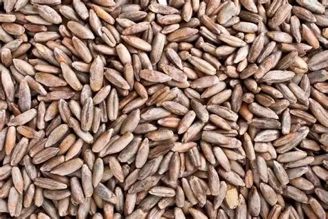 Malt de Seigle 1 kg